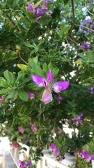 Polygala myrtifolia