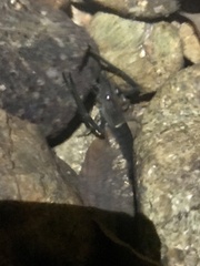 Macrobrachium laevis