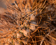 Copiapoa ahremephiana