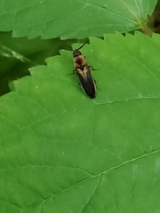 Megapenthes limbalis