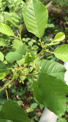 Frangula alnus