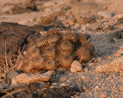 Copiapoa ahremephiana