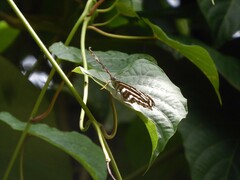 Phaedyma columella singa