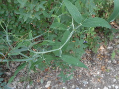 Lathyrus
