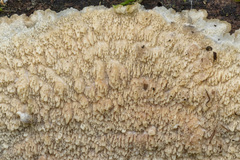Phlebia rufa