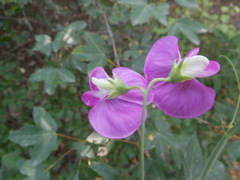 Lathyrus