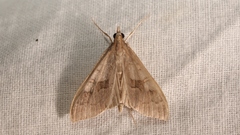 Mecyna asinalis