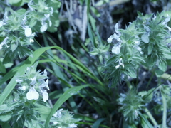Stachys ocymastrum