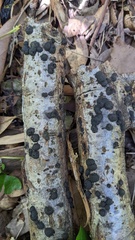 Annulohypoxylon truncatum