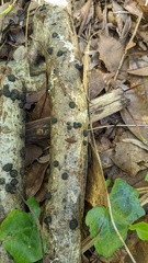 Annulohypoxylon truncatum