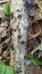 Annulohypoxylon truncatum