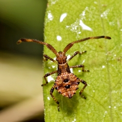 Coreus marginatus