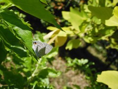 Catochrysops panormus exiguus