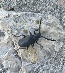 Prionus besikanus