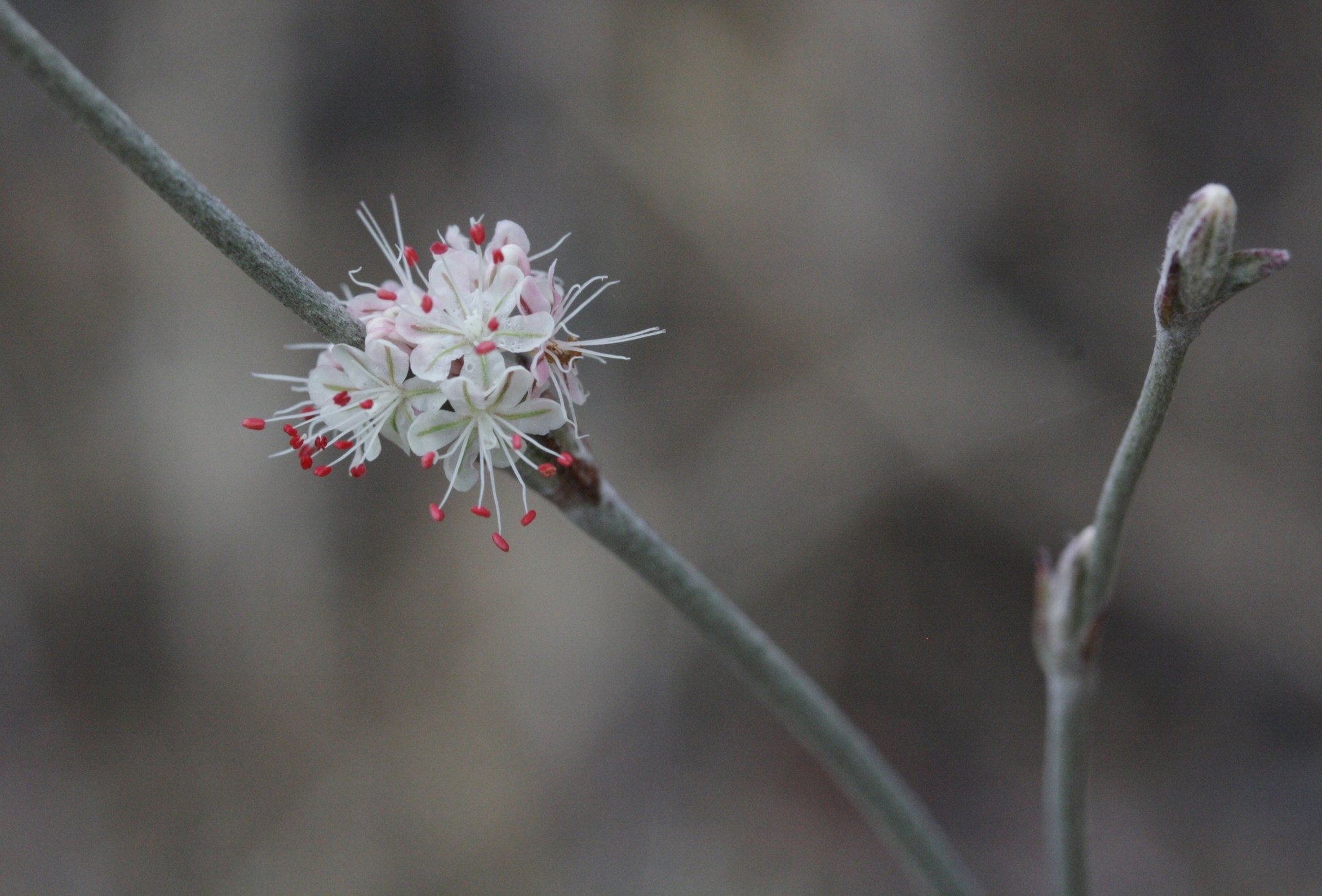 Eriogonum elongatum var. elongatum