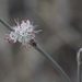 Long-stemmed Buckwheat - Photo (c) James Bailey, some rights reserved (CC BY-NC), uploaded by James Bailey