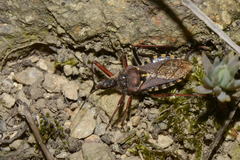 Rhynocoris erythropus