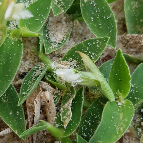 Thuarea involuta iNat (2)