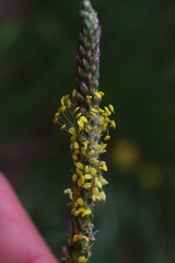 Plantago maritima serpentina