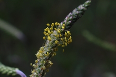 Plantago maritima serpentina