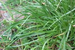 Plantago maritima serpentina