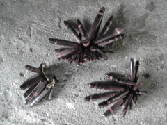 Heterocentrotus mamillatus
