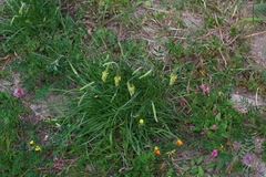 Plantago maritima serpentina