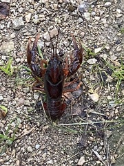 Procambarus gracilis