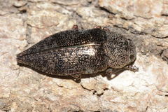 Dicerca aenea