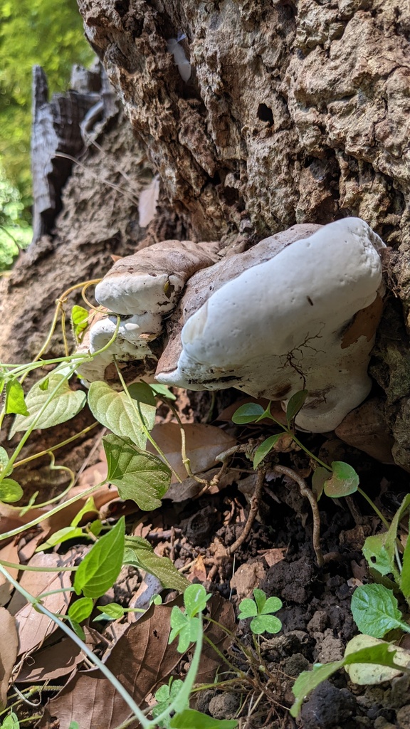 Ganoderma applanatum · June 2022 · photo: © atsushi_nakajima_cirque (iNaturalist, cc-by)