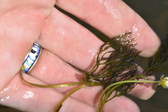 Ranunculus kauffmannii