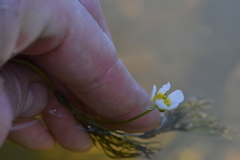 Ranunculus kauffmannii