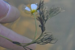 Ranunculus kauffmannii