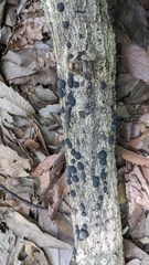 Annulohypoxylon truncatum