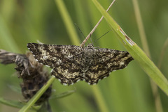 Ematurga atomaria