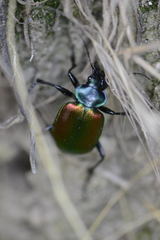 Calosoma sycophanta