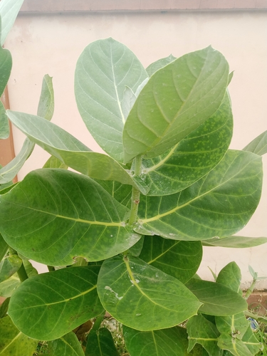 giant milkweed