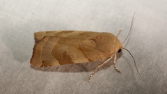 Noctua fimbriata