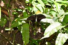 Papilio helenus