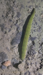 Whitmania laevis