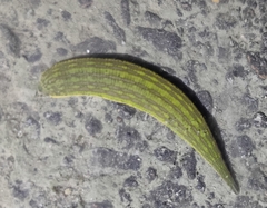 Whitmania laevis