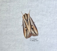 Actinotia intermediata