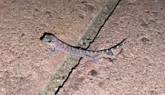 Hemidactylus turcicus