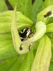 Perillus circumcinctus