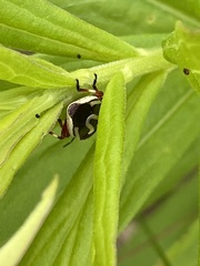 Perillus circumcinctus