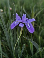 Iris goniocarpa
