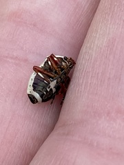 Perillus circumcinctus