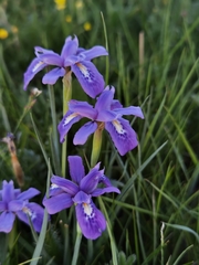 Iris goniocarpa