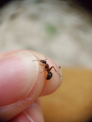 Formica cunicularia