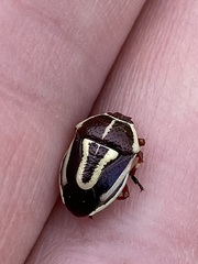 Perillus circumcinctus